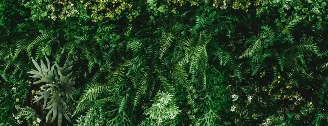 Dense vertical garden of ferns and greenery with tiny blossoms