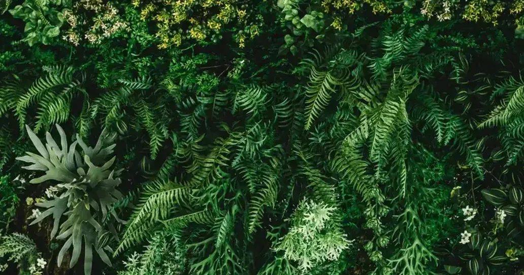 Lush green wall of ferns and foliage with small white flowers